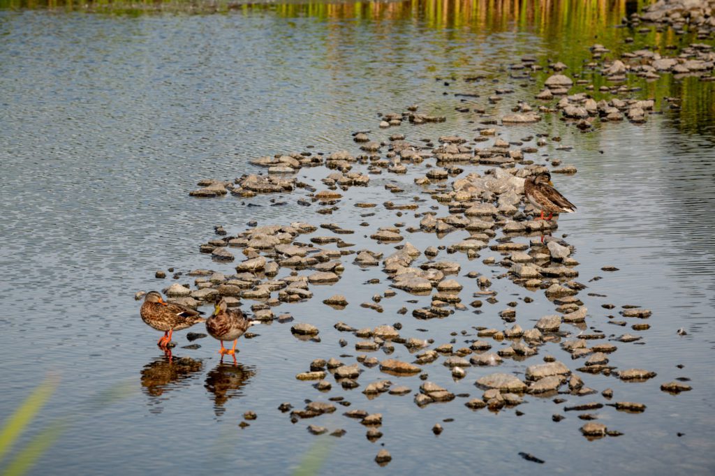 ducks on rocks in pond