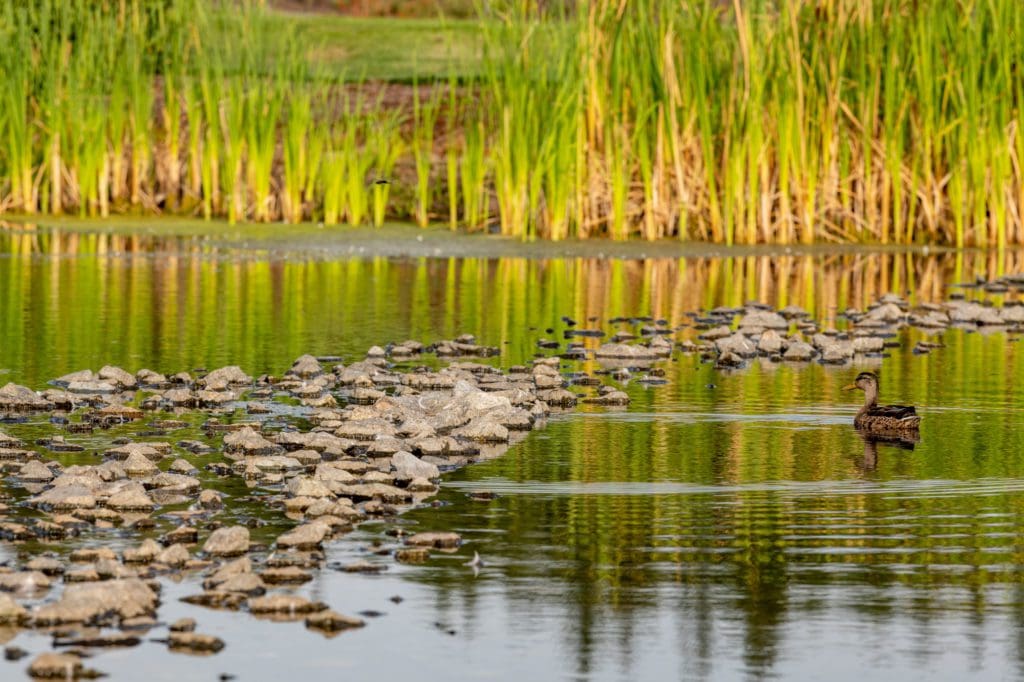 ducks on rocks in pond