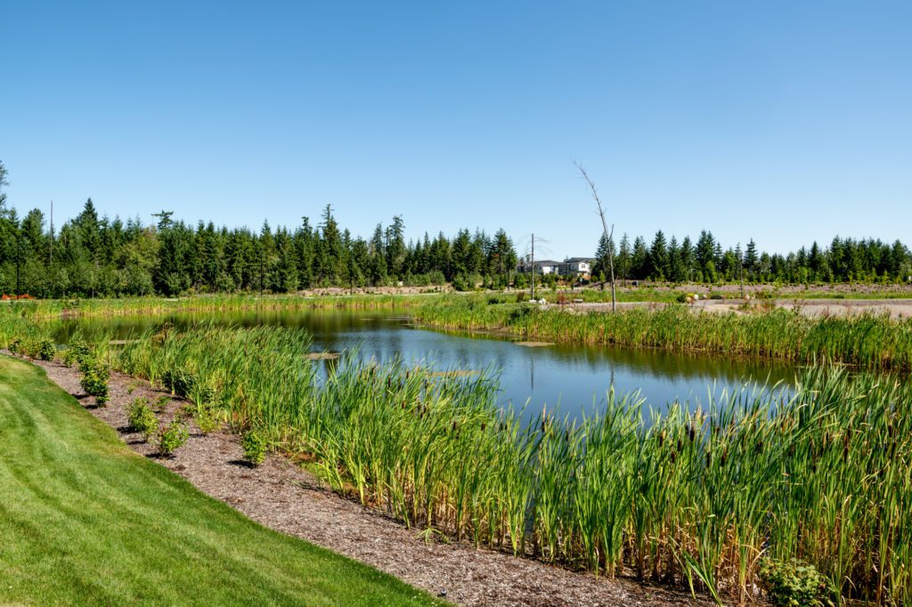 shoreline of pond with bulrushes