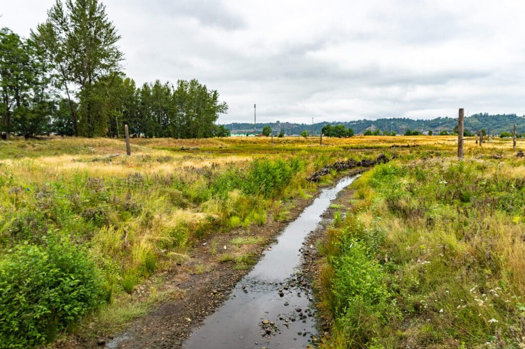 A creek disappears around a corner into a wetland.