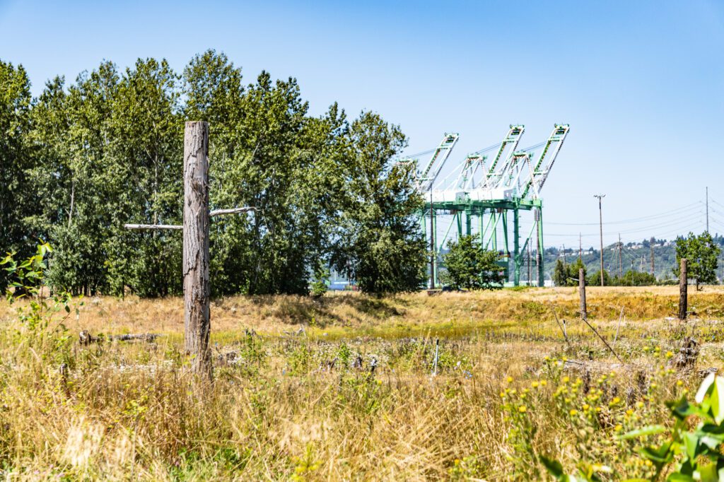 A snag (upright dead tree) stands in the foreground of a wetland meadow with Port of Tacoma cranes in the background.