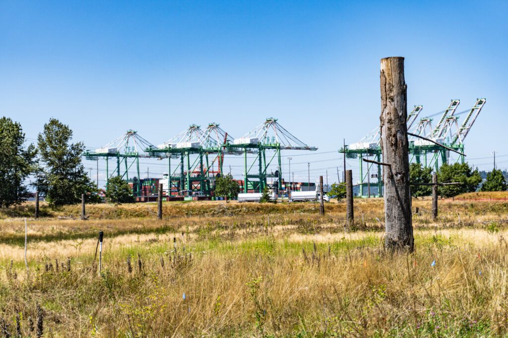 A snag (upright dead tree) stands in the foreground of wetland meadow with Port of Tacoma cranes in the background.