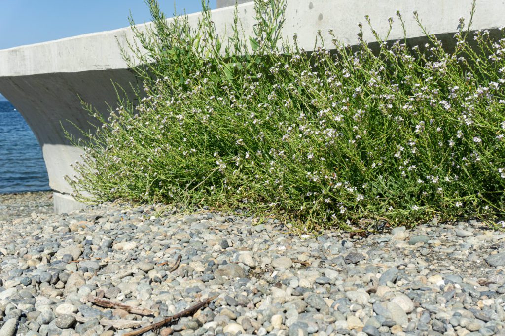 flowering plant near seawall with beach rock in foreground