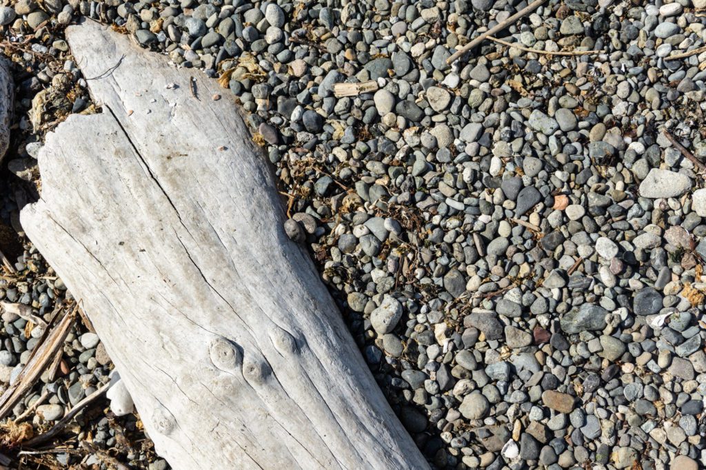 drift wood next to beach rock