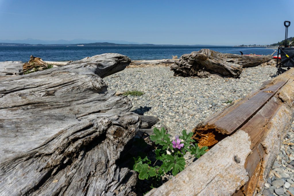 drift wood and flowering plant next to beach rock