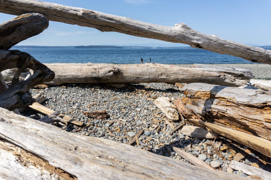 beach rock framed by drift wood