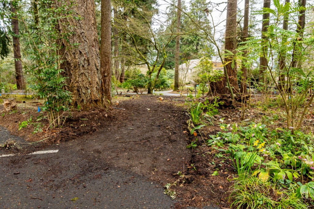 a muddy dirt path winds past a pine tree through a wooded area