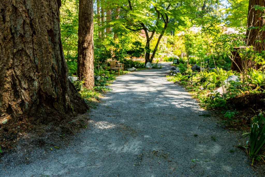 a shaded gravel path flows through a woodland garden
