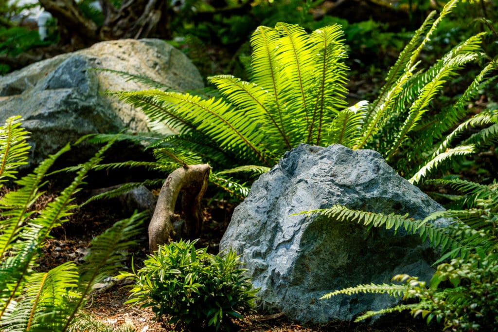 ferns contrast with landscape rocks placed in a woodland garden