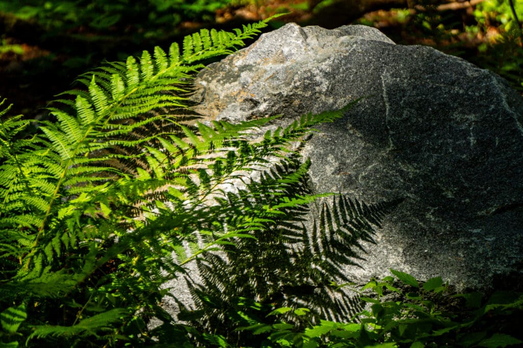 ferns cast shadows on a large landscape rock