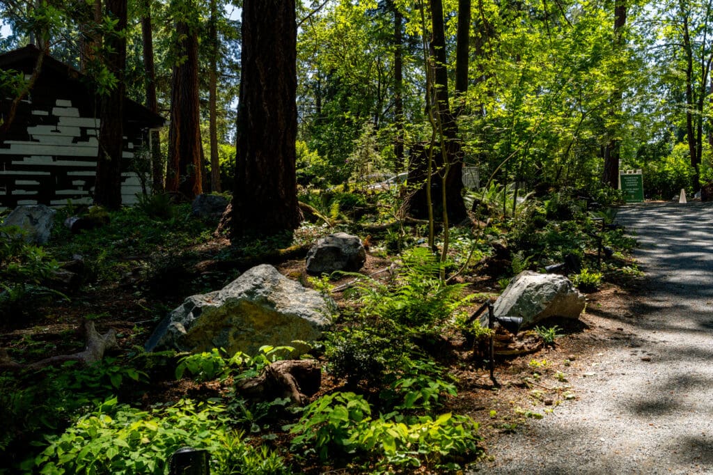 landscape rocks can be seen in a shady woodland garden to the side of a gravel path